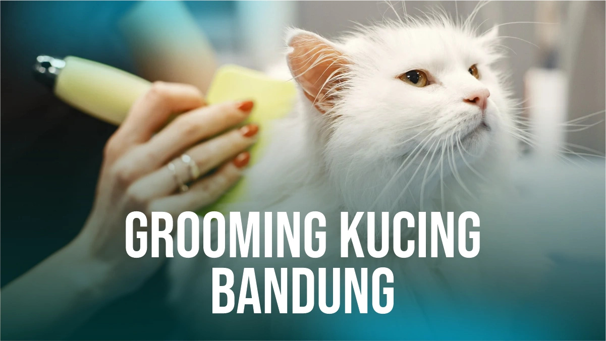 grooming-kucing-bandung